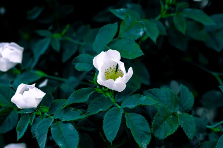 Shallow Focus Photography Of White Flowers photo