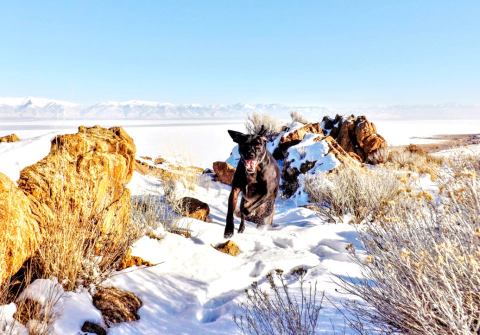 Black Dog Running On Snow Covered Field