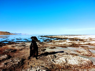 Dog Sitting In The Shore photo