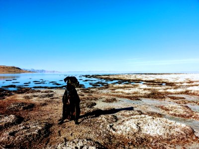 Dog Sitting In The Shore