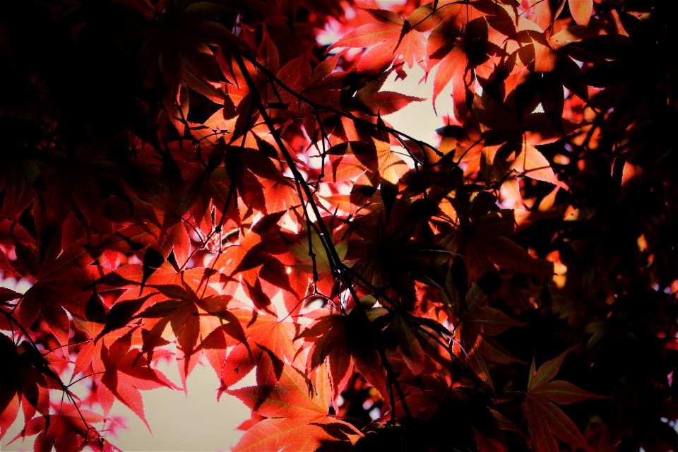 Photo Of Leafy Tree