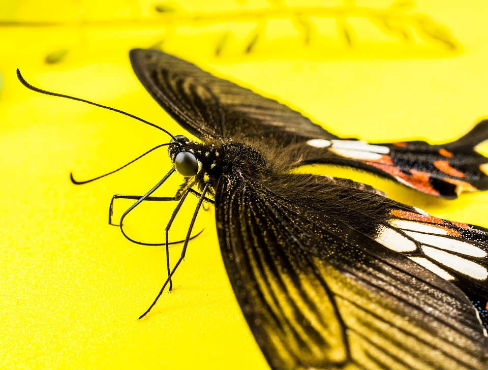 Butterfly insect Free photos