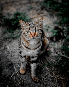 Selective Focus Photography Of Brown Tabby Cat photo