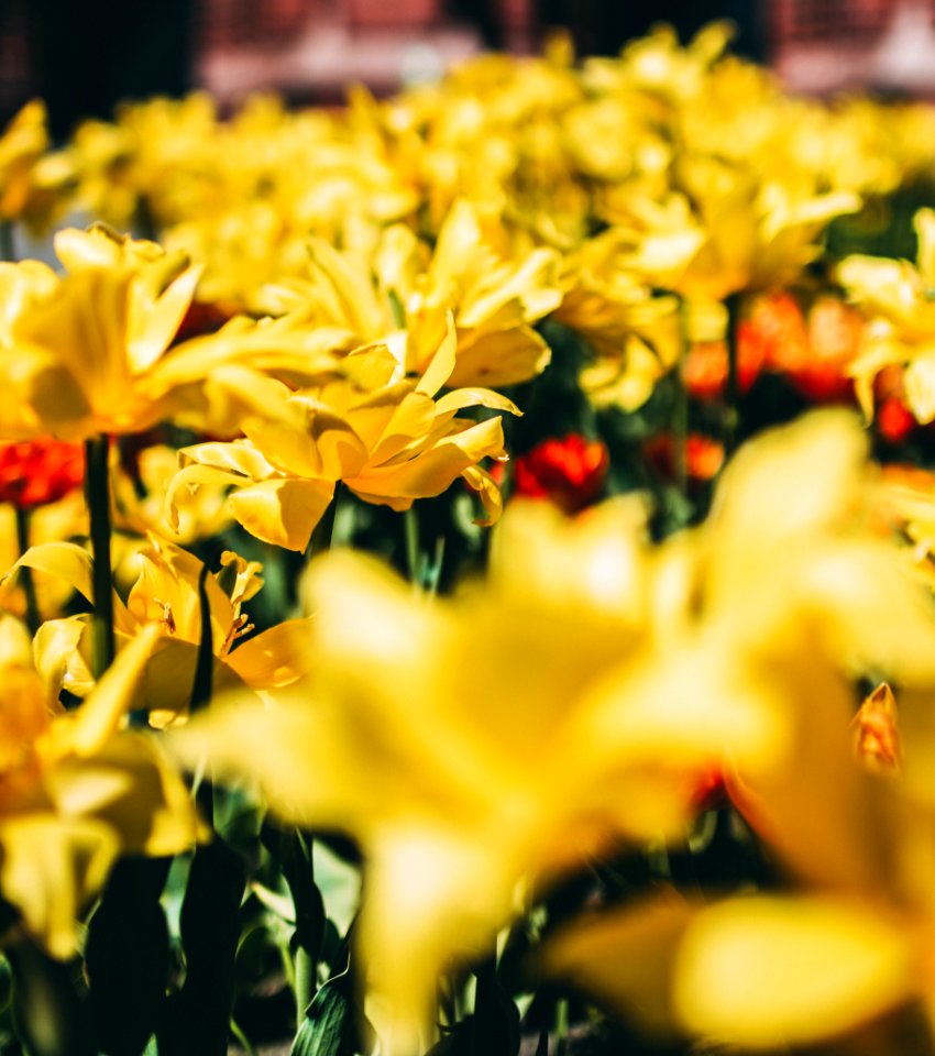 Bed Of Yellow Petal Flower