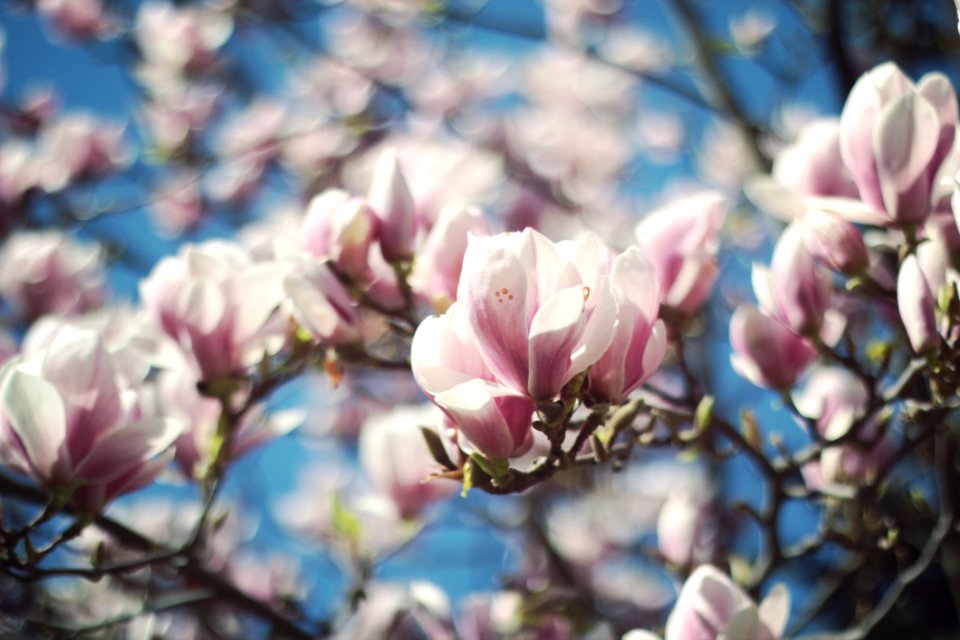 Selective Focus Photo Of White-and-pink Petaled Flowers
