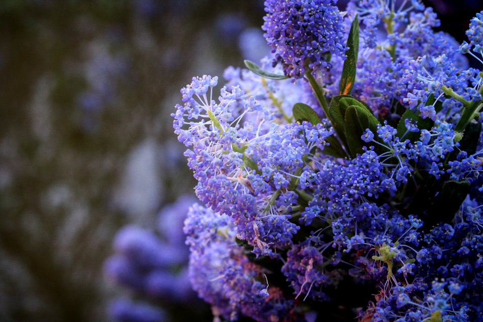 Selective Focus Photography Of Purple Petaled Fowers