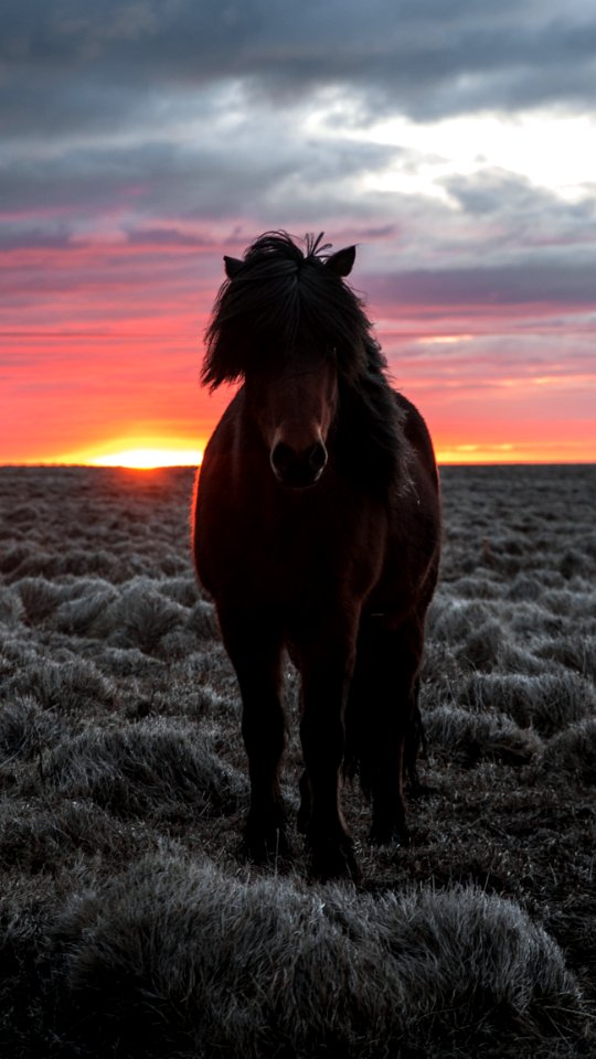 Selective Focus Photography Of Brown Horse
