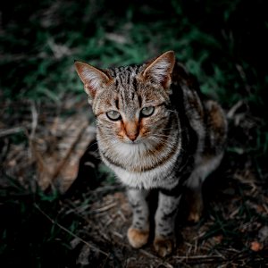 Shallow Focus Photography Of Brown Black And Gray Tabby Cat