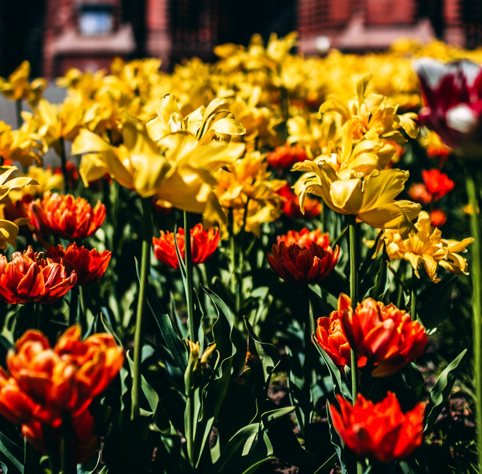 Photography Of Yellow-and-orange Flowers