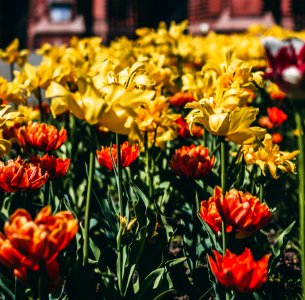 Photography Of Yellow-and-orange Flowers photo