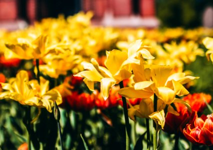 Shallow Focus Photography Of Yellow Flowers photo