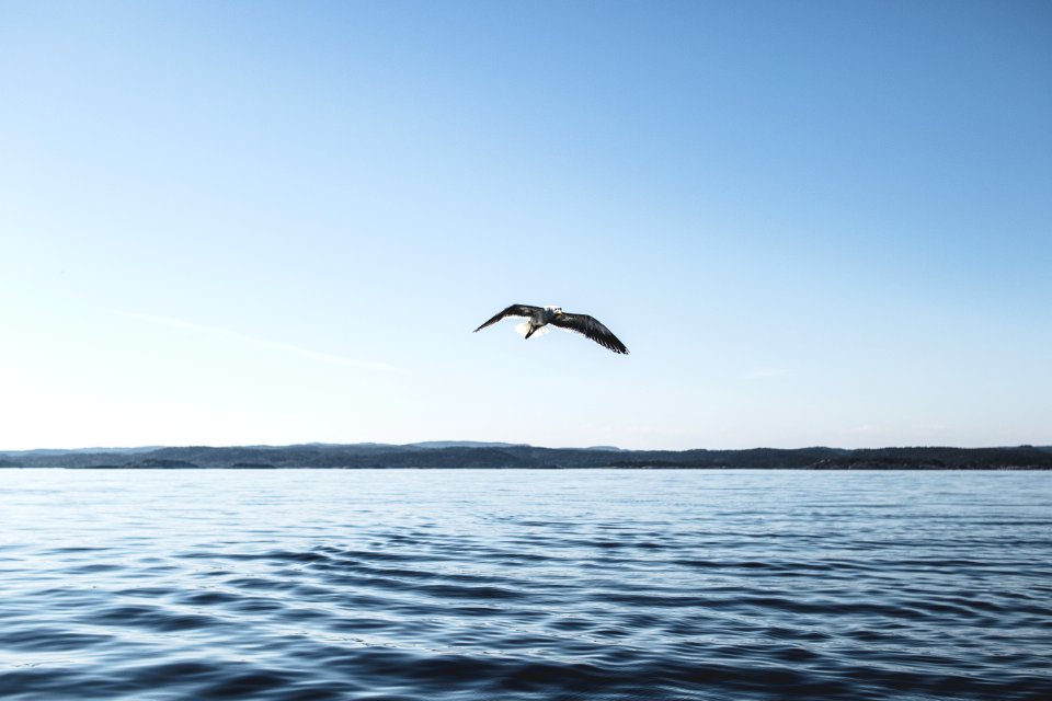 Low Angle Photography Of Bird Flying Above Ocean