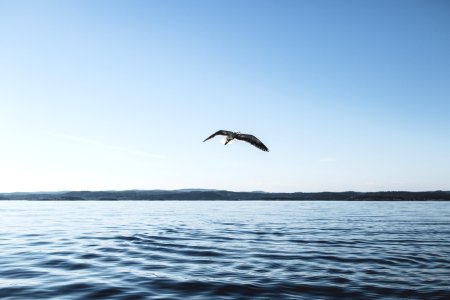 Low Angle Photography Of Bird Flying Above Ocean photo