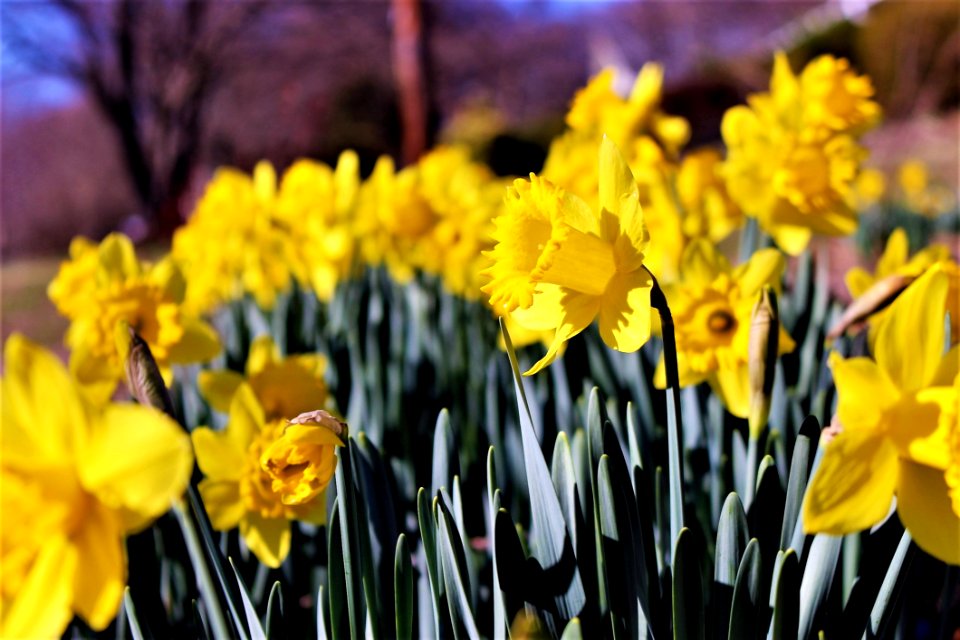 Selective Photography Of Yellow Petaled Flowers