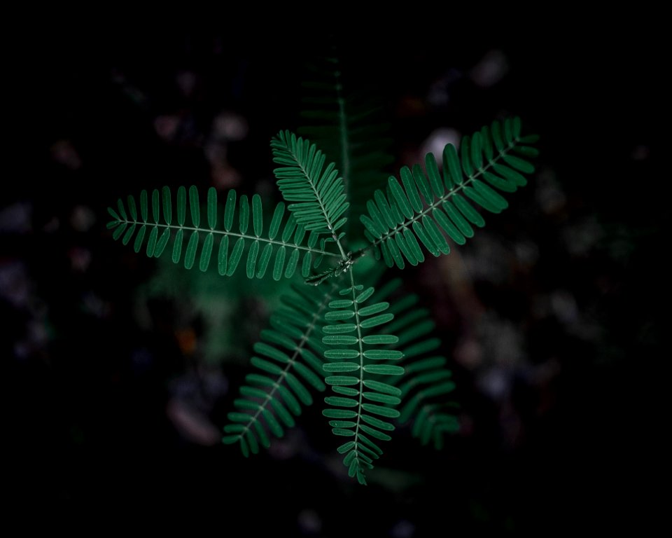 Selective Focus Photography Of Green Leafy Plant