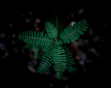 Selective Focus Photography Of Green Leafy Plant