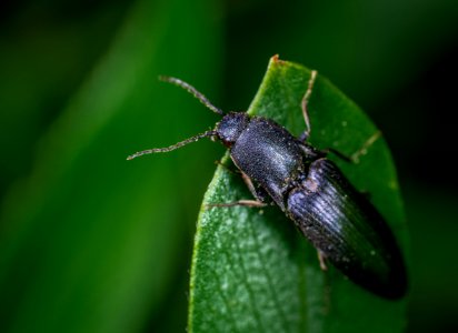 Black Bug On Leaf photo