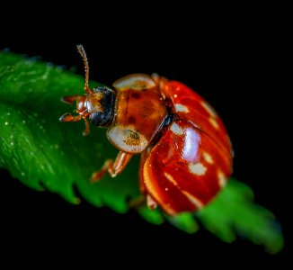 Bug In Close-up Photography