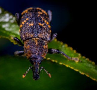 Close-up Photography Of Insect On Leaf photo