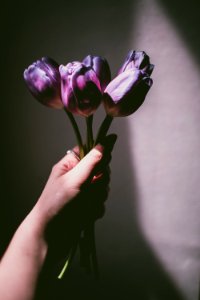 Person Holding Purple Tulips photo