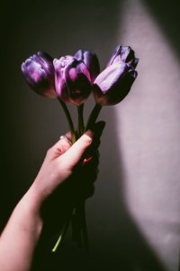 Person Holding Purple Tulips
