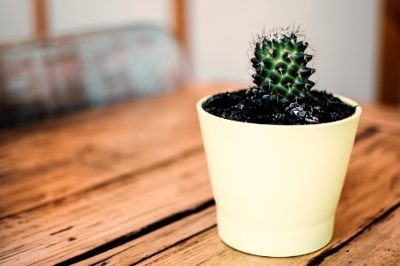 Green Potted Cactus photo