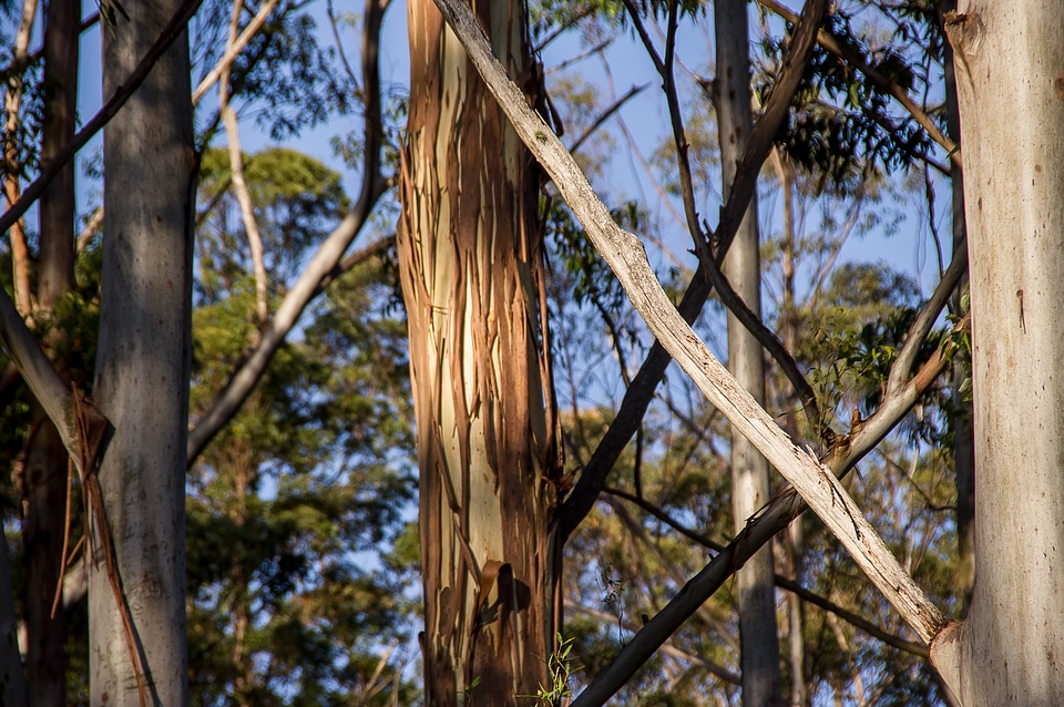 Forest rain forest trunks