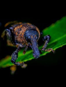 Insect On A Leaf