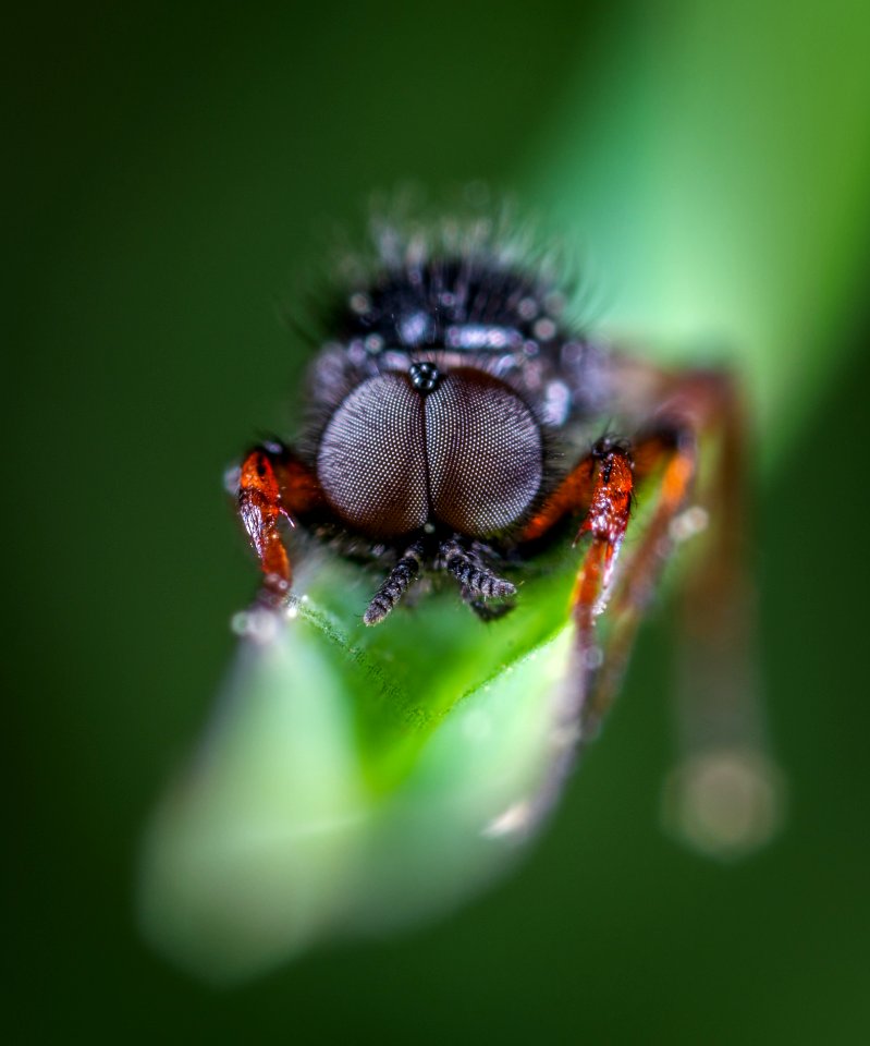 Close-Up Photo Of Black Insect On Top Of Green Leaf
