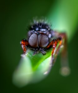 Close-Up Photo Of Black Insect On Top Of Green Leaf