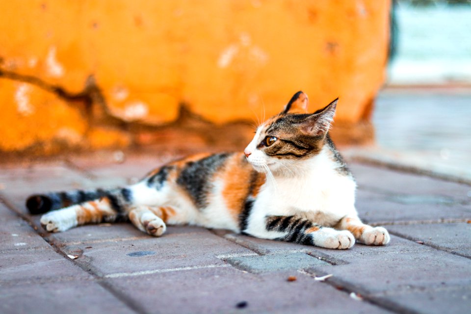 Close-Up Photography Of Tabby Cat