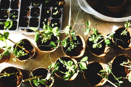 Variety Of Green Plants photo