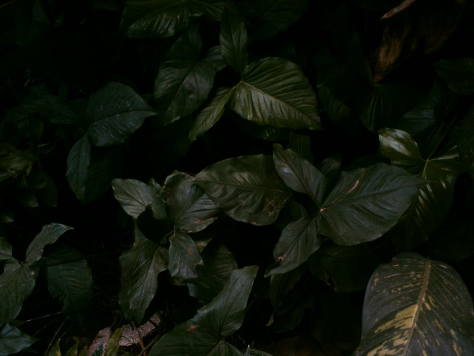 Green Leafed Plants