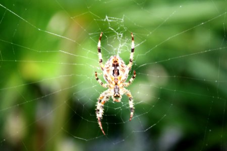 Yellow And Black Spider On Web