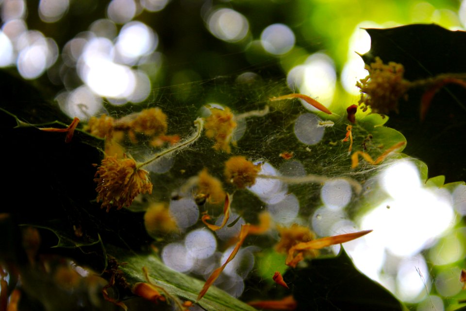 Flowers On Spiderweb