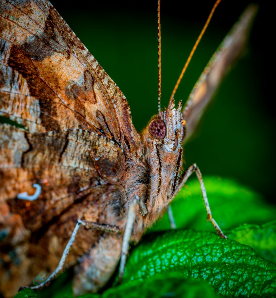 Macro Photo Of Brown Butterfly photo