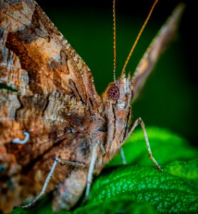 Macro Photo Of Brown Butterfly