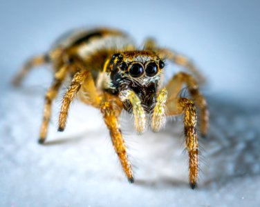 Selective Focus Photography Of Spider photo