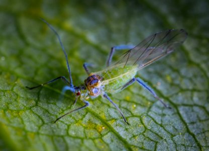 Green Insect photo