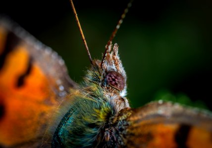 Macro Photography Of Moth photo