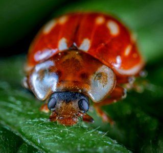 Shallow Focus Photography Of Beetle