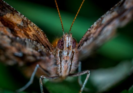 Brown Butterfly Close-up Photography photo