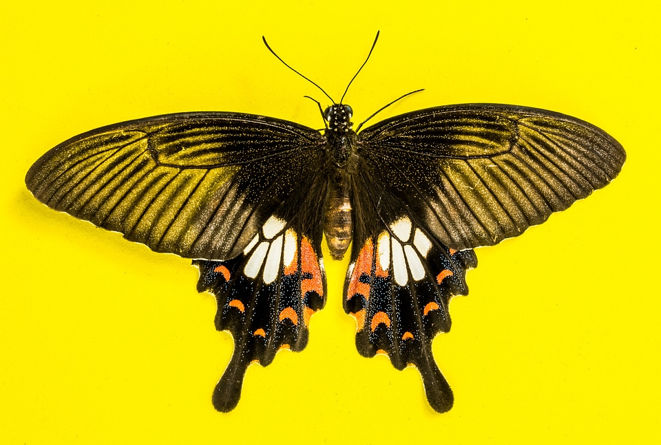 Butterfly insect Free photos