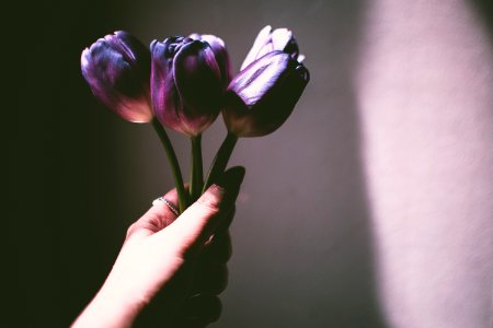 Person Holding Purple Petaled Flowers