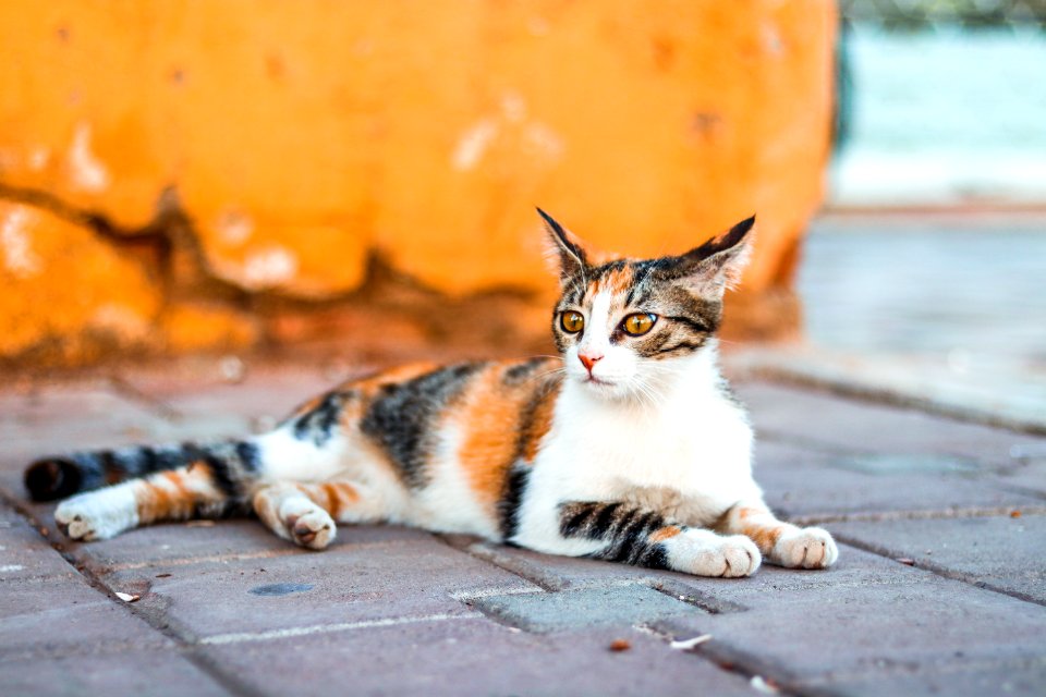 Close-Up Photography Of Tabby Cat