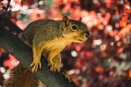 Squirrel