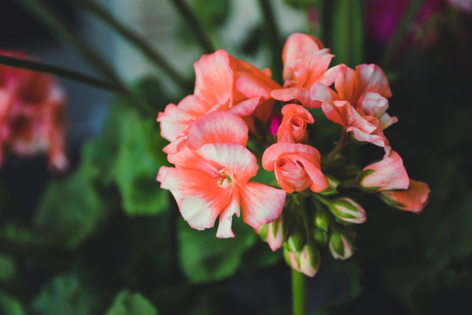 Pink Flowers photo