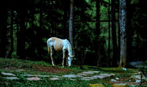 White Horse photo