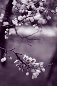 Grayscale Photo Of Flowers In Tree photo