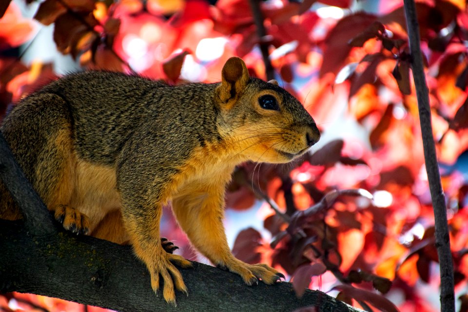 Animal On Tree Branch